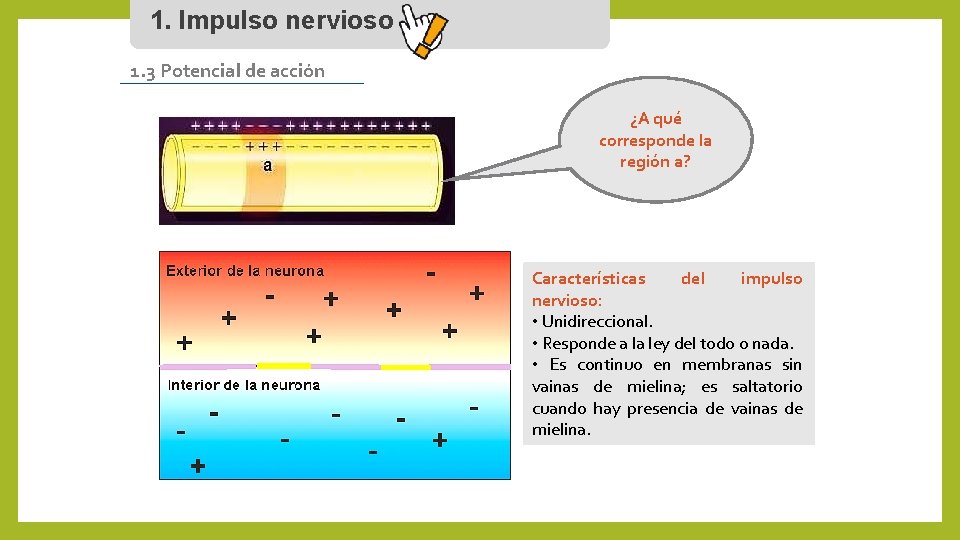 1. Impulso nervioso 1. 3 Potencial de acción ¿A qué corresponde la región a?