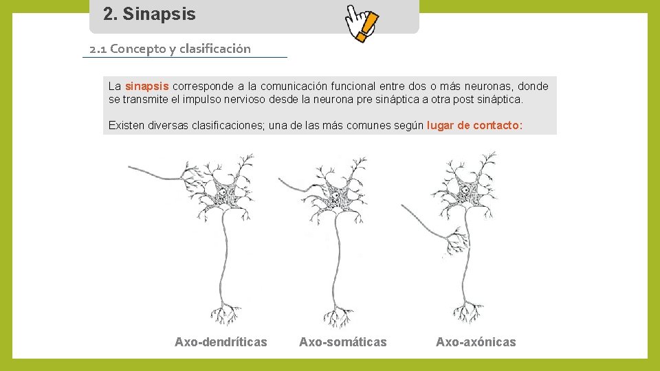 2. Sinapsis 2. 1 Concepto y clasificación La sinapsis corresponde a la comunicación funcional