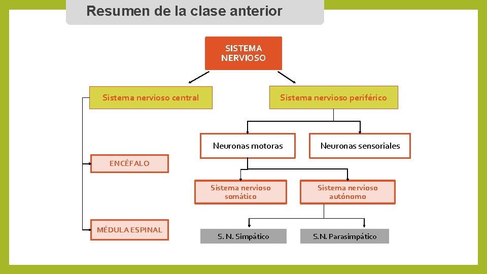 Resumen de la clase anterior SISTEMA NERVIOSO Sistema nervioso periférico Sistema nervioso central Neuronas