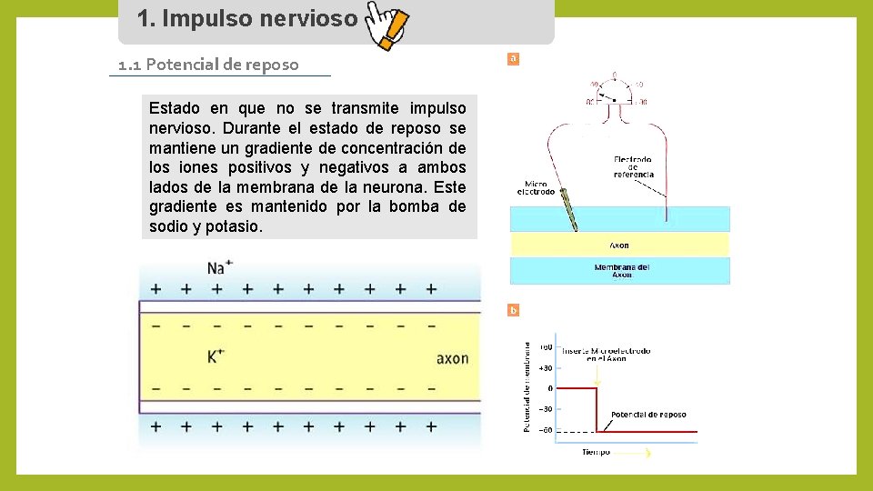 1. Impulso nervioso 1. 1 Potencial de reposo Estado en que no se transmite