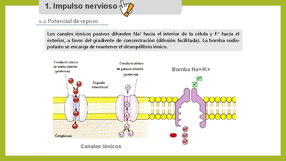 1. Impulso nervioso 1. 1 Potencial de reposo Los canales iónicos pasivos difunden Na+