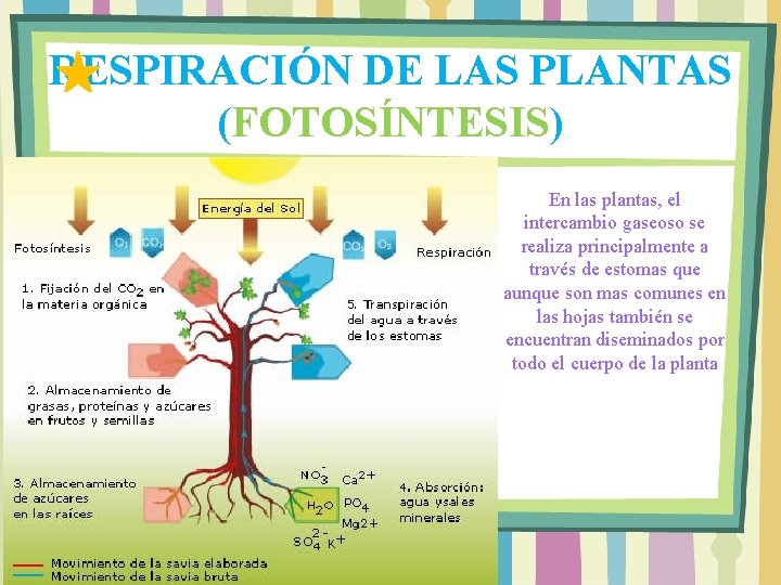 LA RESPIRACIN DE LOS SERES VIVOS Ciencias I
