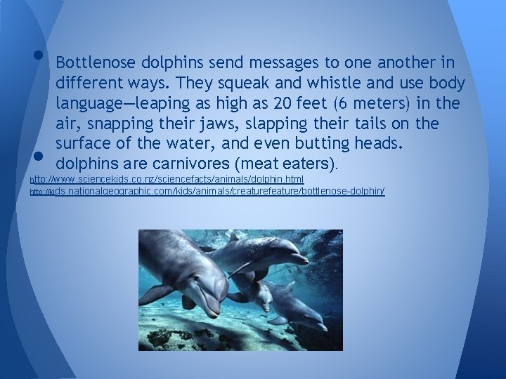  • Bottlenose dolphins send messages to one another in • different ways. They