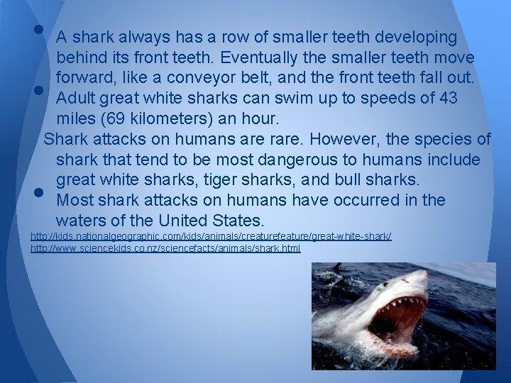  • A shark always has a row of smaller teeth developing behind its