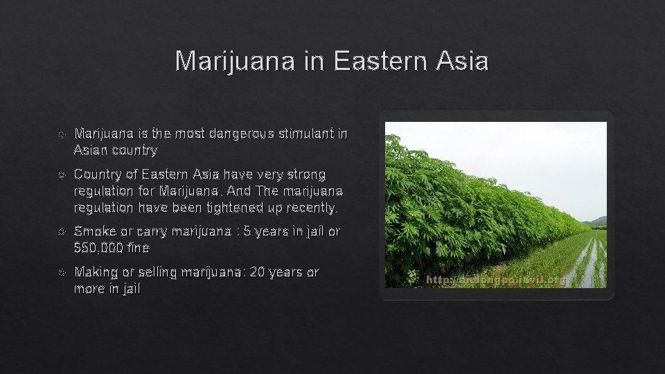 Marijuana in Eastern Asia Marijuana is the most dangerous stimulant in Asian country Country