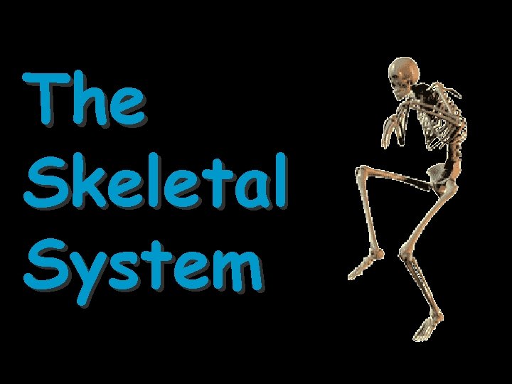 The Skeletal System 