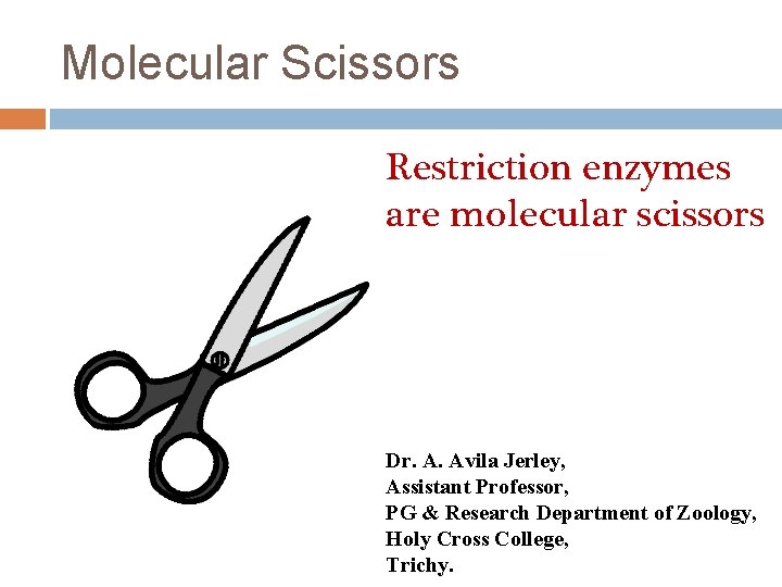 Molecular Scissors Restriction enzymes are molecular scissors Dr. A. Avila Jerley, Assistant Professor, PG