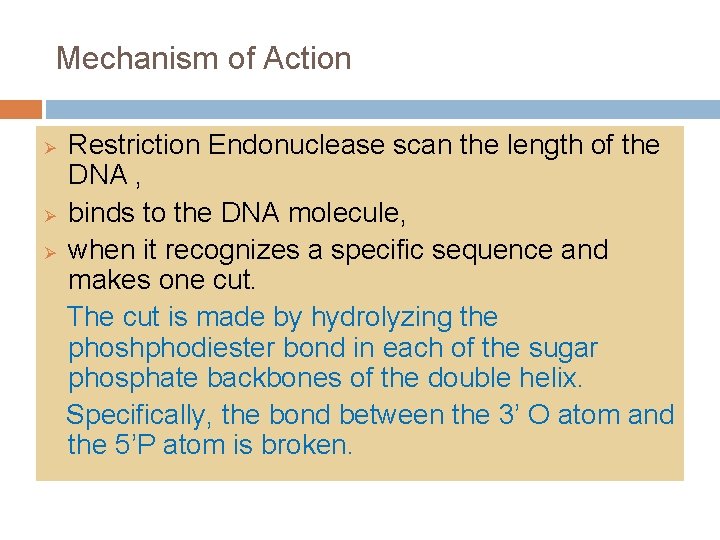 Mechanism of Action Ø Ø Ø Restriction Endonuclease scan the length of the DNA