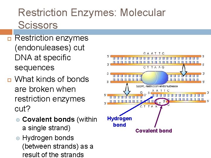 Restriction Enzymes: Molecular Scissors Restriction enzymes (endonuleases) cut DNA at specific sequences What kinds