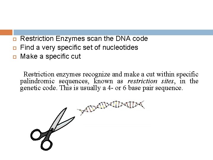  Restriction Enzymes scan the DNA code Find a very specific set of nucleotides