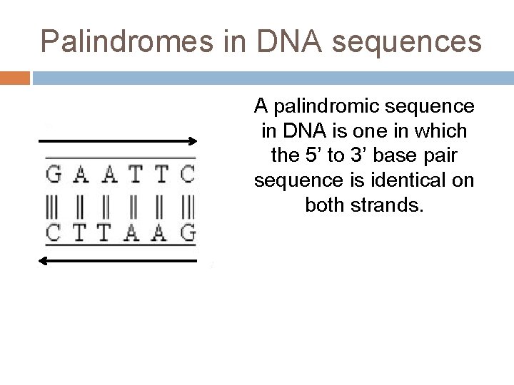 Palindromes in DNA sequences A palindromic sequence in DNA is one in which the