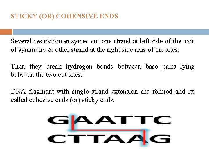 STICKY (OR) COHENSIVE ENDS Several restriction enzymes cut one strand at left side of
