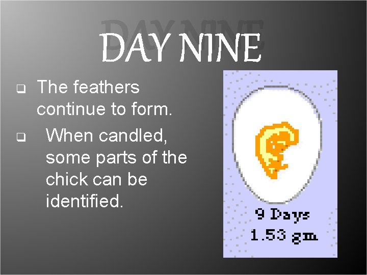 DAY NINE q q The feathers continue to form. When candled, some parts of DAY NINE q q The feathers continue to form. When candled, some parts of