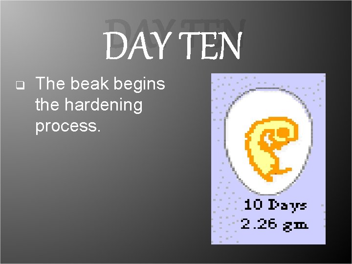 DAY TEN q The beak begins the hardening process. DAY TEN q The beak begins the hardening process.