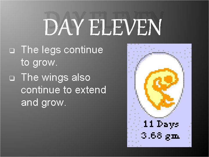 DAY ELEVEN q q The legs continue to grow. The wings also continue to DAY ELEVEN q q The legs continue to grow. The wings also continue to