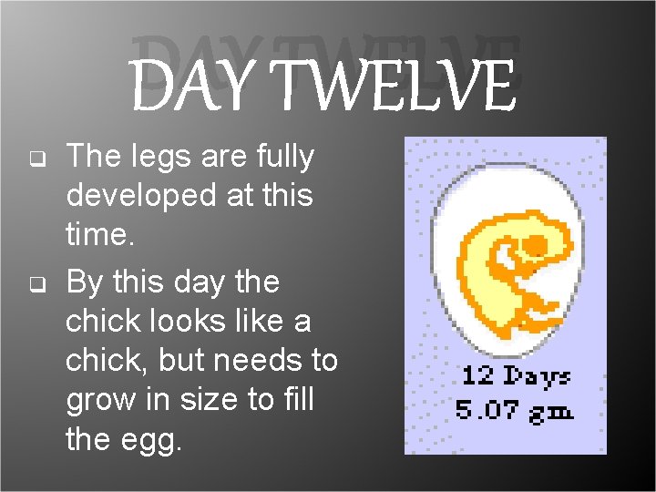 DAY TWELVE q q The legs are fully developed at this time. By this DAY TWELVE q q The legs are fully developed at this time. By this