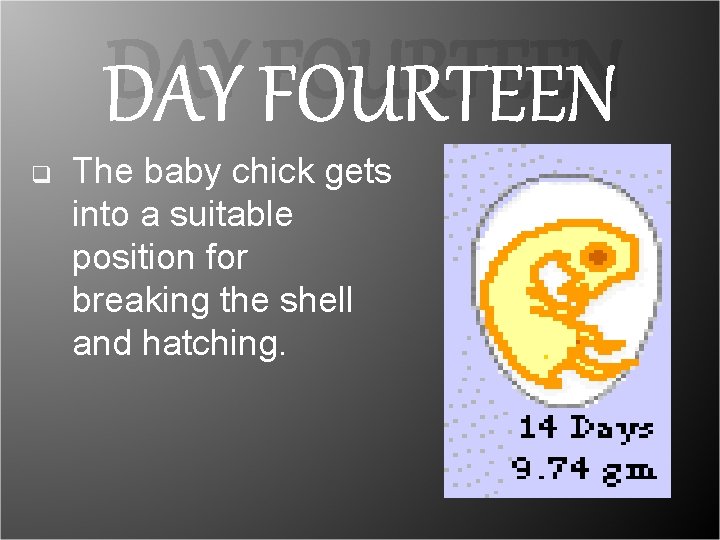 DAY FOURTEEN q The baby chick gets into a suitable position for breaking the DAY FOURTEEN q The baby chick gets into a suitable position for breaking the