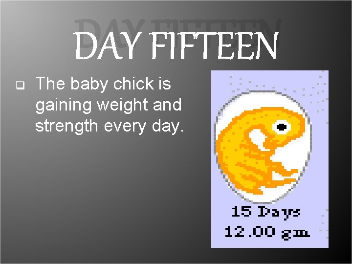 DAY FIFTEEN q The baby chick is gaining weight and strength every day. DAY FIFTEEN q The baby chick is gaining weight and strength every day.