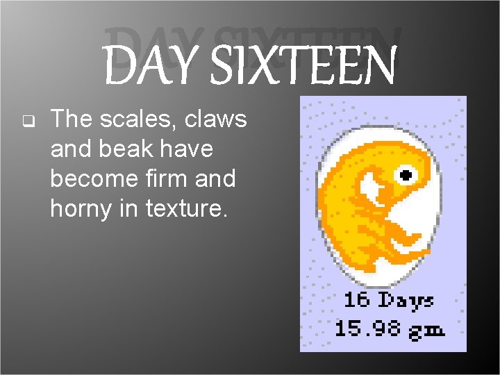 DAY SIXTEEN q The scales, claws and beak have become firm and horny in DAY SIXTEEN q The scales, claws and beak have become firm and horny in