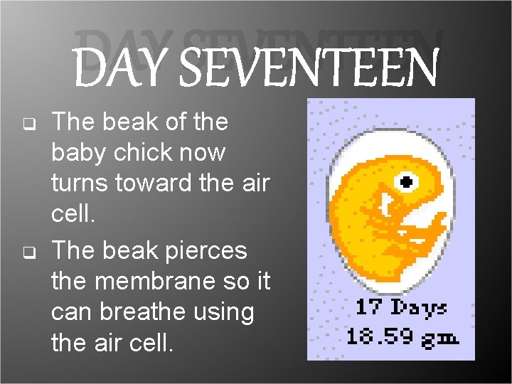 DAY SEVENTEEN q q The beak of the baby chick now turns toward the DAY SEVENTEEN q q The beak of the baby chick now turns toward the