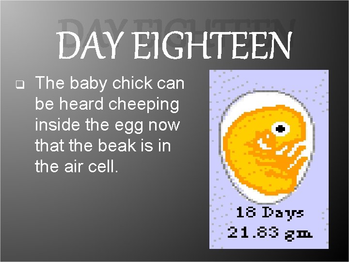 DAY EIGHTEEN q The baby chick can be heard cheeping inside the egg now DAY EIGHTEEN q The baby chick can be heard cheeping inside the egg now