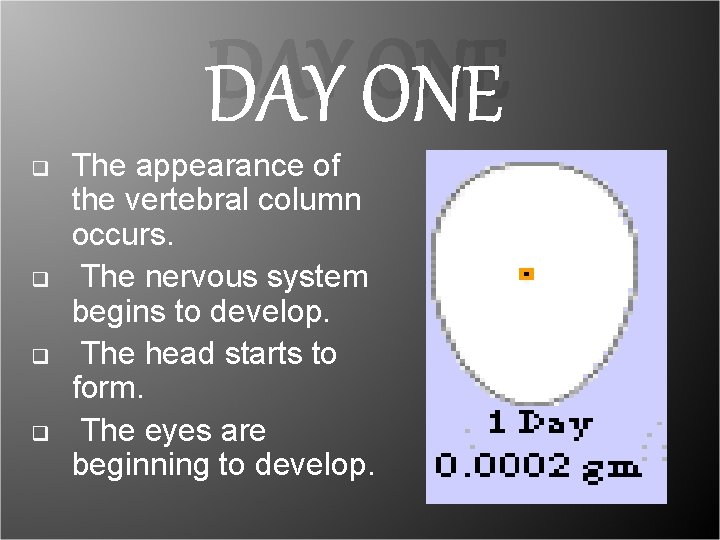 DAY ONE q q The appearance of the vertebral column occurs. The nervous system DAY ONE q q The appearance of the vertebral column occurs. The nervous system