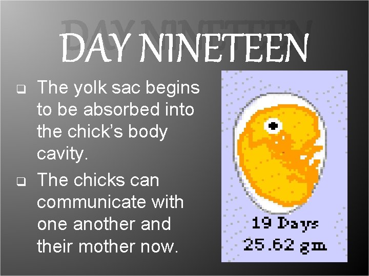 DAY NINETEEN q q The yolk sac begins to be absorbed into the chick’s DAY NINETEEN q q The yolk sac begins to be absorbed into the chick’s