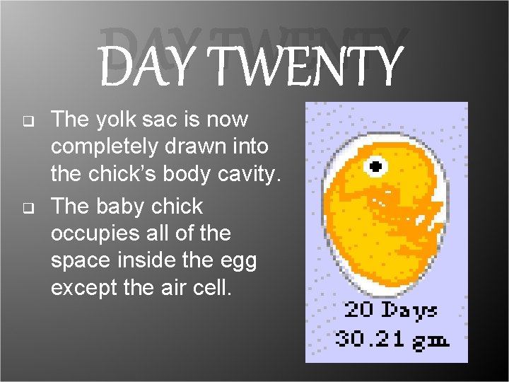 DAY TWENTY q q The yolk sac is now completely drawn into the chick’s DAY TWENTY q q The yolk sac is now completely drawn into the chick’s