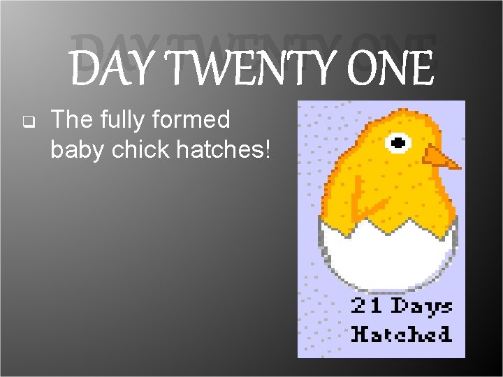 DAY TWENTY ONE q The fully formed baby chick hatches! DAY TWENTY ONE q The fully formed baby chick hatches!