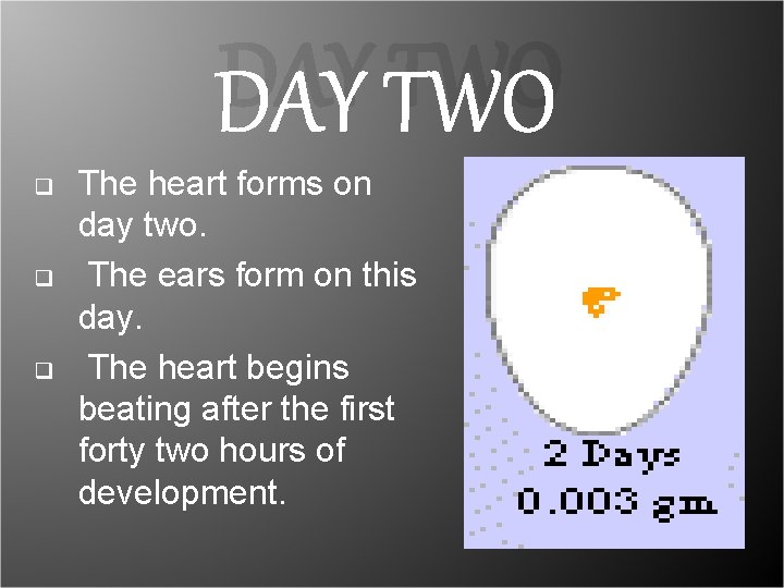 DAY TWO q q q The heart forms on day two. The ears form DAY TWO q q q The heart forms on day two. The ears form