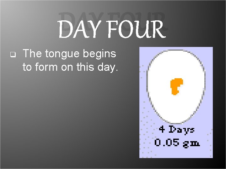 DAY FOUR q The tongue begins to form on this day. DAY FOUR q The tongue begins to form on this day.