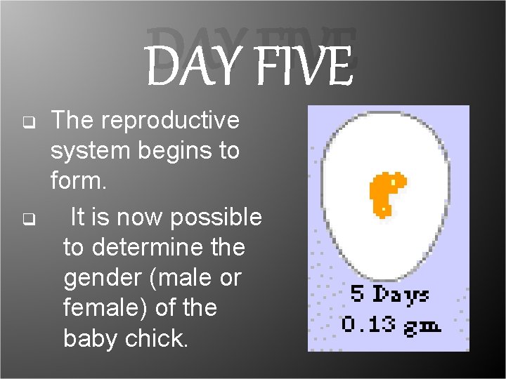 DAY FIVE q q The reproductive system begins to form. It is now possible DAY FIVE q q The reproductive system begins to form. It is now possible