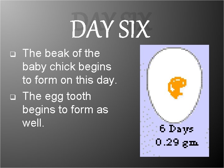 DAY SIX q q The beak of the baby chick begins to form on DAY SIX q q The beak of the baby chick begins to form on