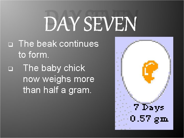 DAY SEVEN q q The beak continues to form. The baby chick now weighs DAY SEVEN q q The beak continues to form. The baby chick now weighs