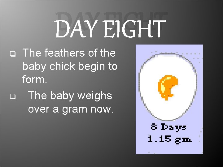 DAY EIGHT q q The feathers of the baby chick begin to form. The DAY EIGHT q q The feathers of the baby chick begin to form. The