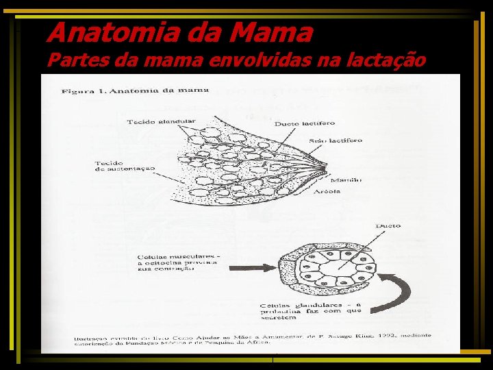 Anatomia da Mama Partes da mama envolvidas na lactação 