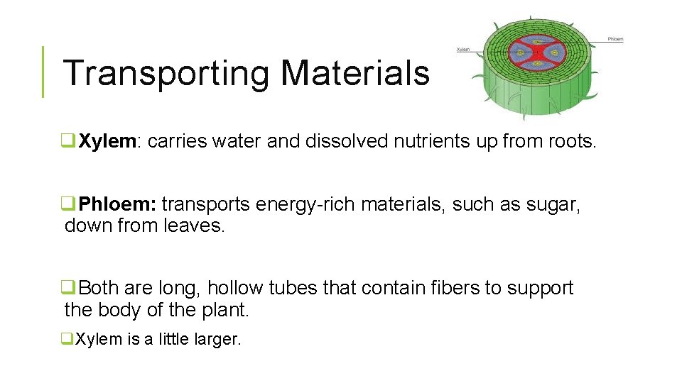Plants Plant Characteristics and Special Functions Overview of