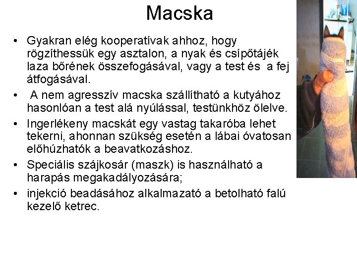 Macska • Gyakran elég kooperatívak ahhoz, hogy rögzíthessük egy asztalon, a nyak és csípőtájék