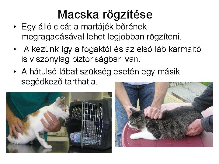 Macska rögzítése • Egy álló cicát a martájék bőrének megragadásával lehet legjobban rögzíteni. •