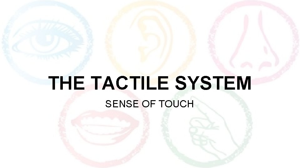 THE TACTILE SYSTEM SENSE OF TOUCH 