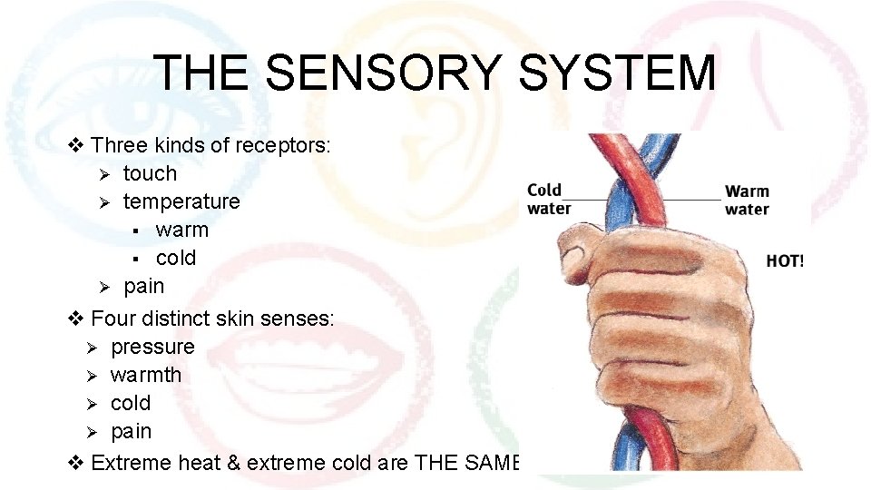 THE SENSORY SYSTEM v Three kinds of receptors: Ø touch Ø temperature § warm