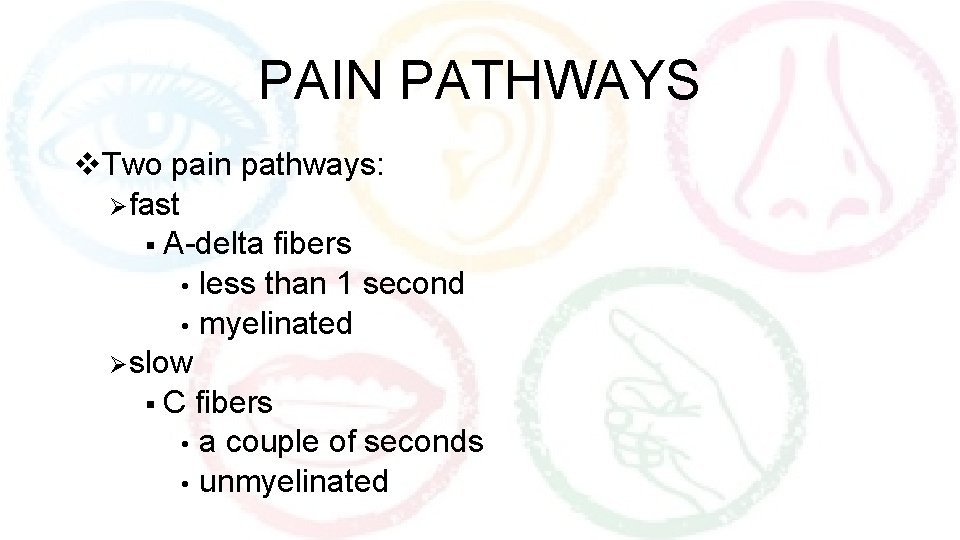 PAIN PATHWAYS v. Two pain pathways: Øfast § A-delta fibers • less than 1
