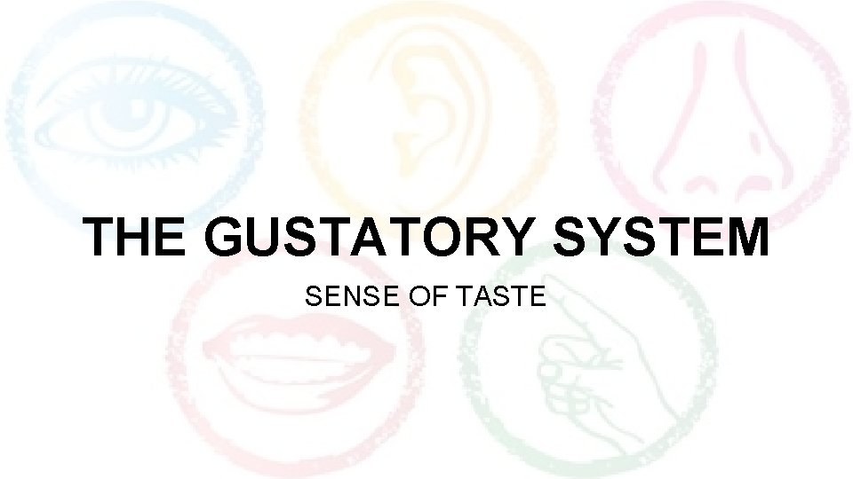 THE GUSTATORY SYSTEM SENSE OF TASTE 