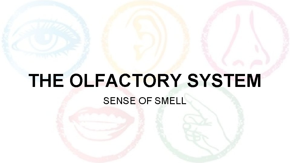 THE OLFACTORY SYSTEM SENSE OF SMELL 