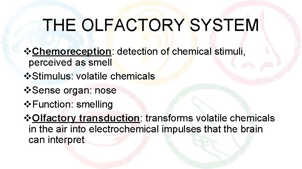 THE OLFACTORY SYSTEM v. Chemoreception: detection of chemical stimuli, perceived as smell v. Stimulus: