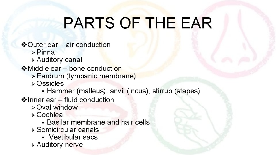PARTS OF THE EAR v. Outer ear – air conduction Ø Pinna Ø Auditory