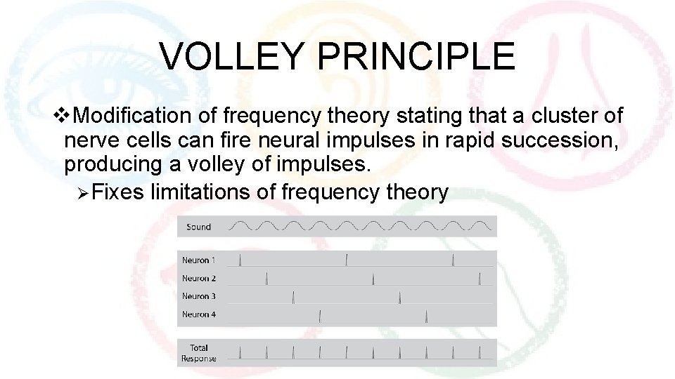 VOLLEY PRINCIPLE v. Modification of frequency theory stating that a cluster of nerve cells