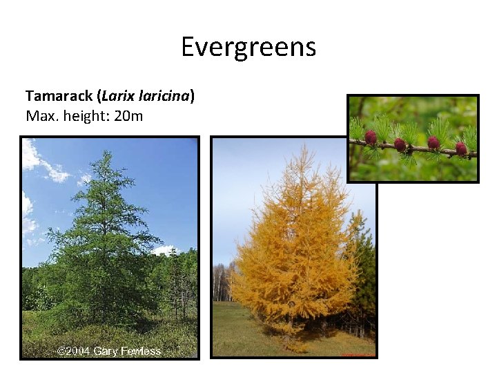 Evergreens Tamarack (Larix laricina) Max. height: 20 m 