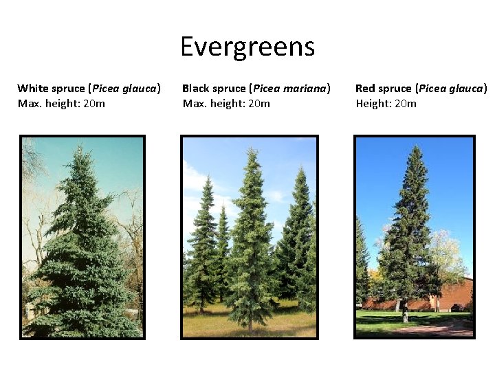 Evergreens White spruce (Picea glauca) Max. height: 20 m Black spruce (Picea mariana) Max.