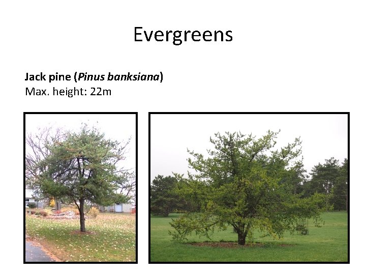 Evergreens Jack pine (Pinus banksiana) Max. height: 22 m 